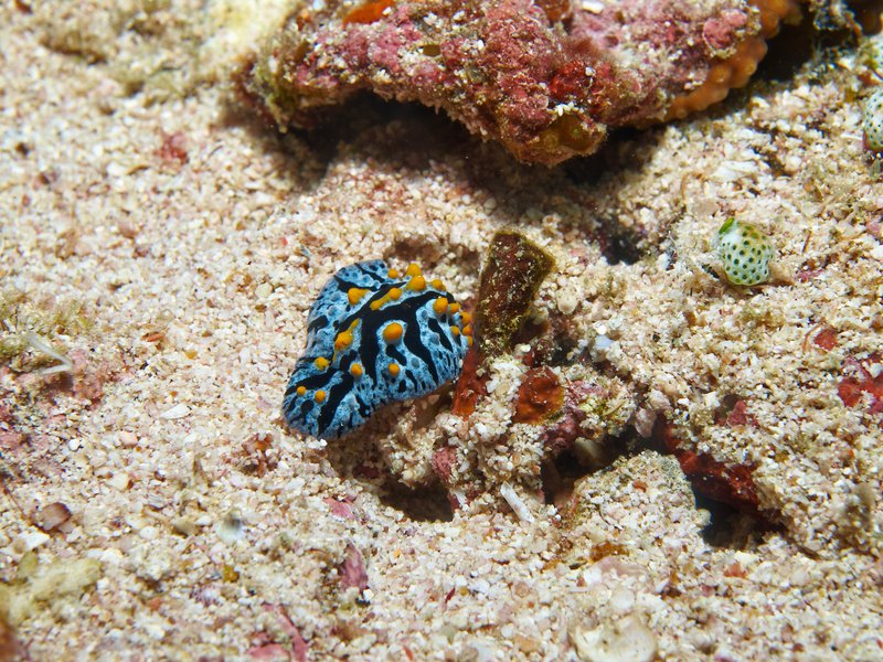 Wart slug, Rubiah North